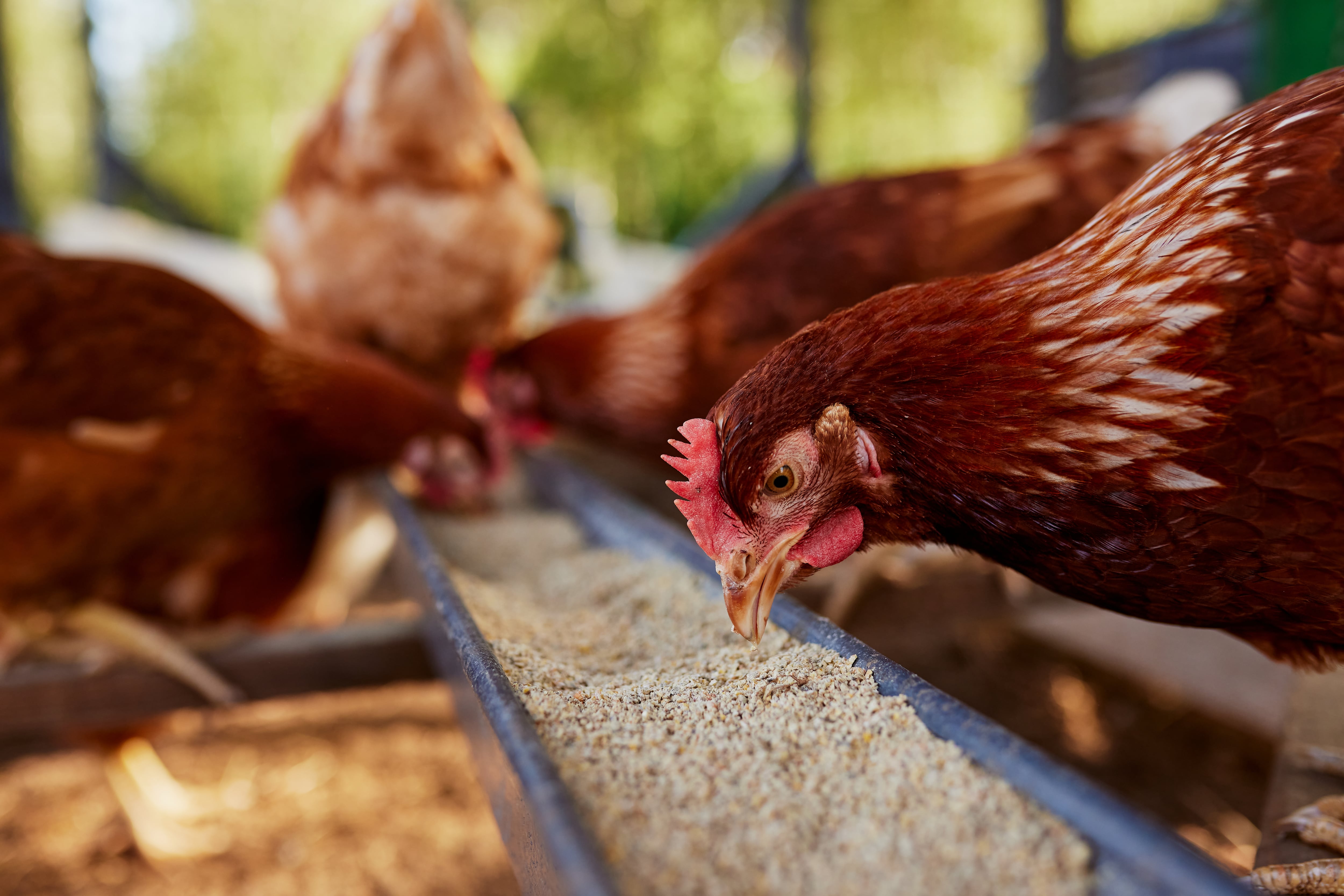 Poultry farming