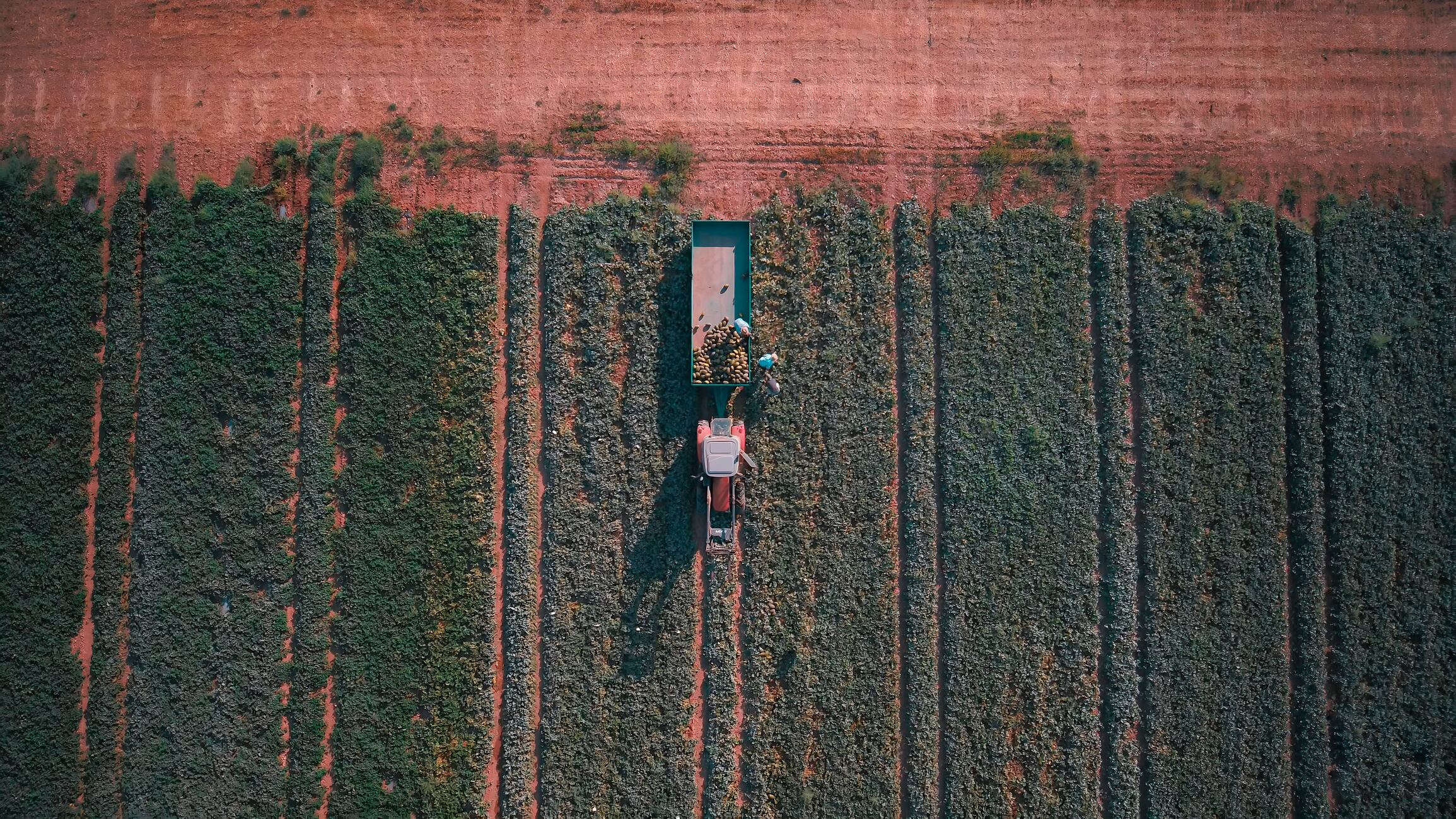 A farm