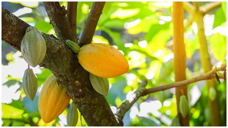 The company making use of the most wasted fruit in the world...