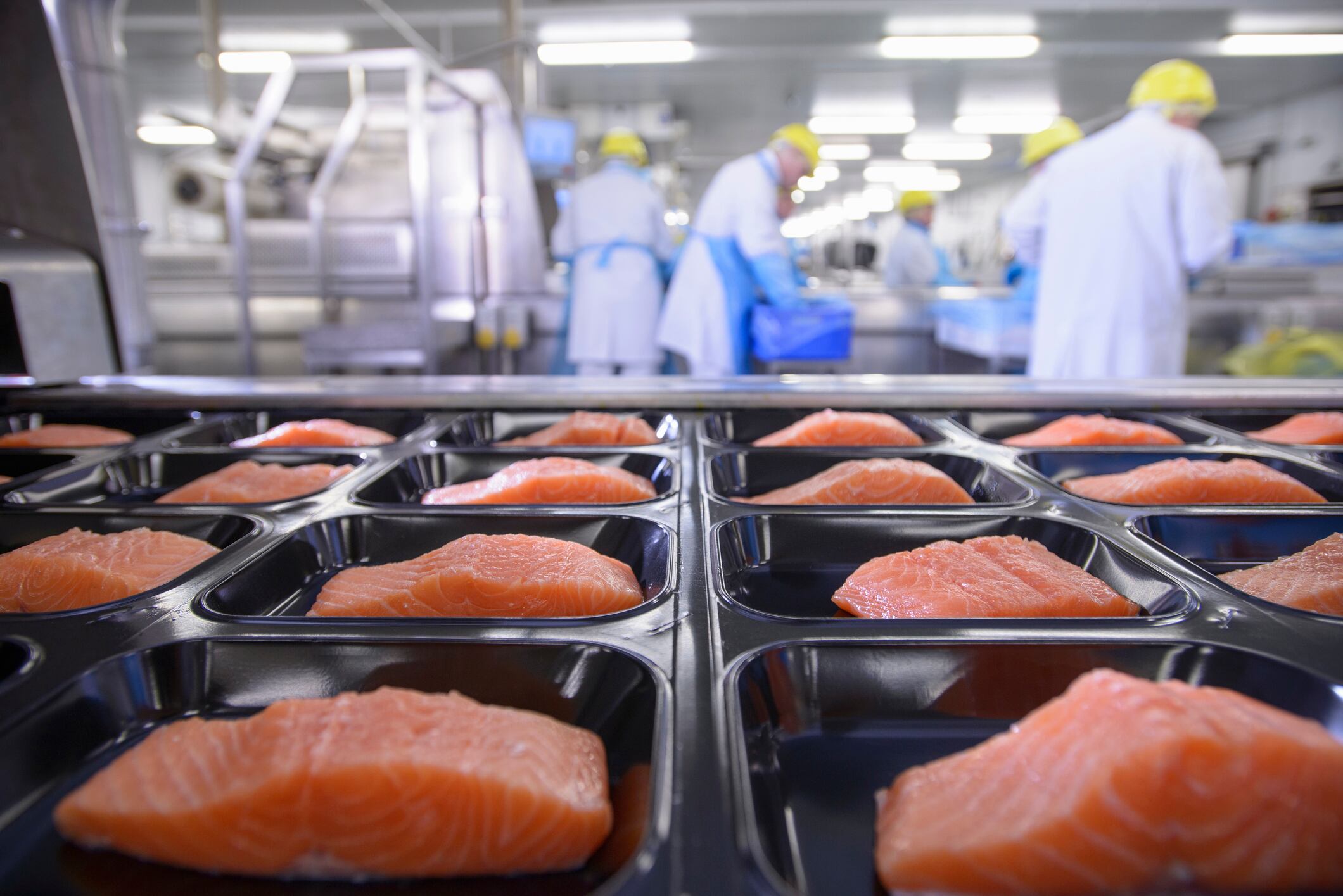 Fish processing plant