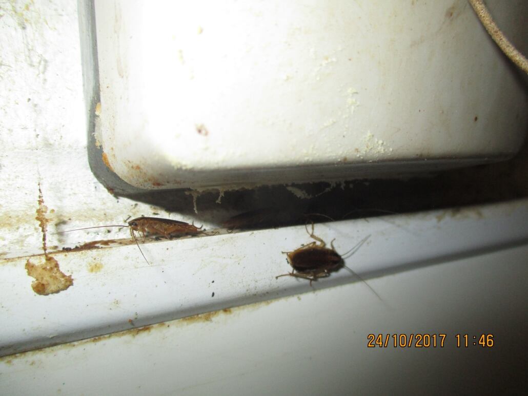 Cockroaches.jpg