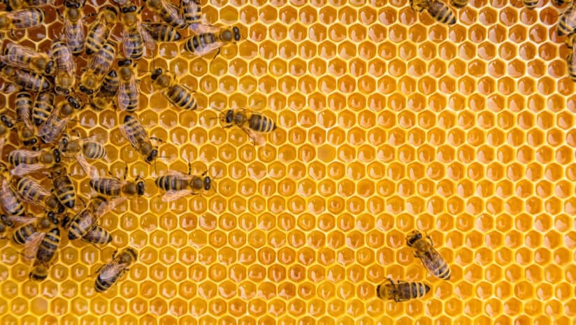 Honey bees used to monitor forever chemicals