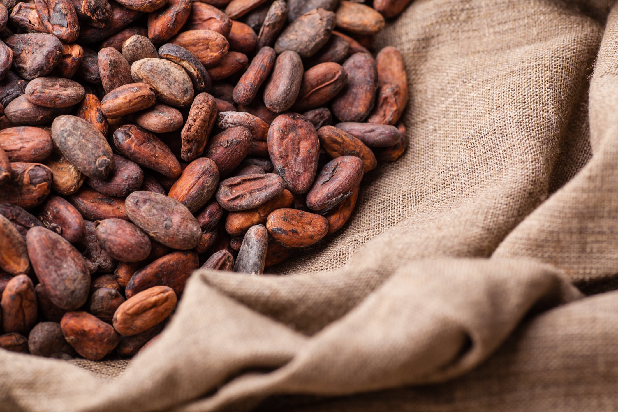 Freshly harvested raw cocoa beans in a sack.