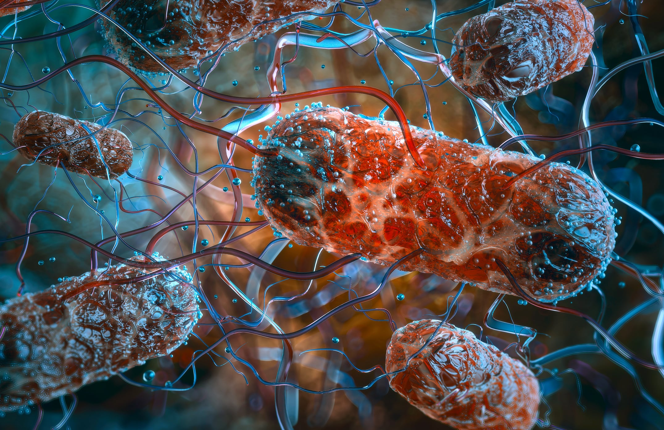 Salmonella bacteria
