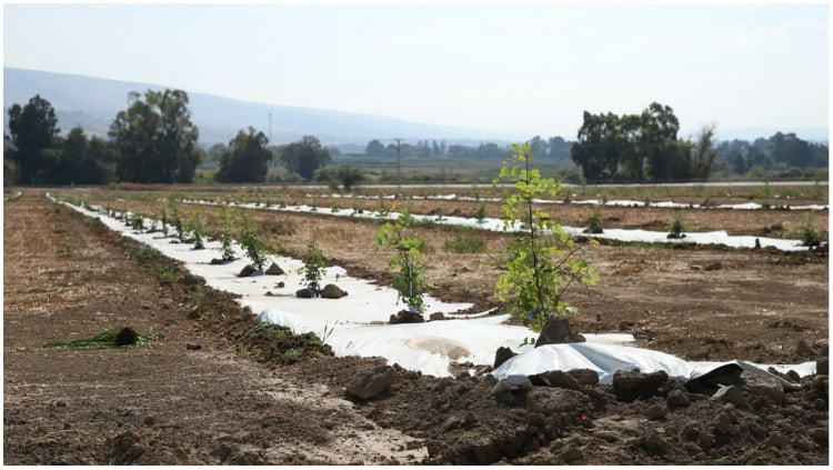 Carob-trees.jpg