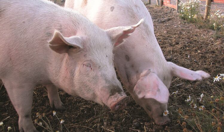 Pig producers struggle as costs rise: AHDB report 