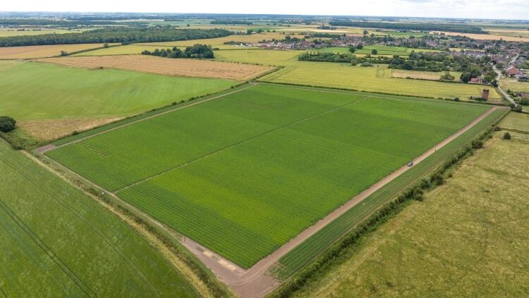 Potato-study-aims-to-cut-reliance-on-nitrogen-fertiliser.jpg