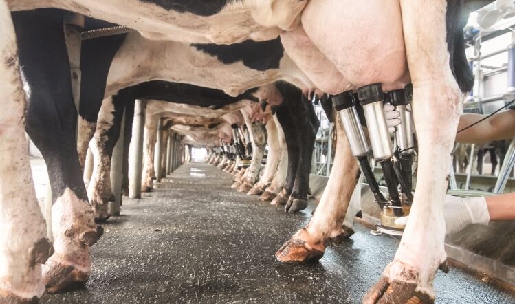 Regulated contracts for milk a mistake, claim processors 