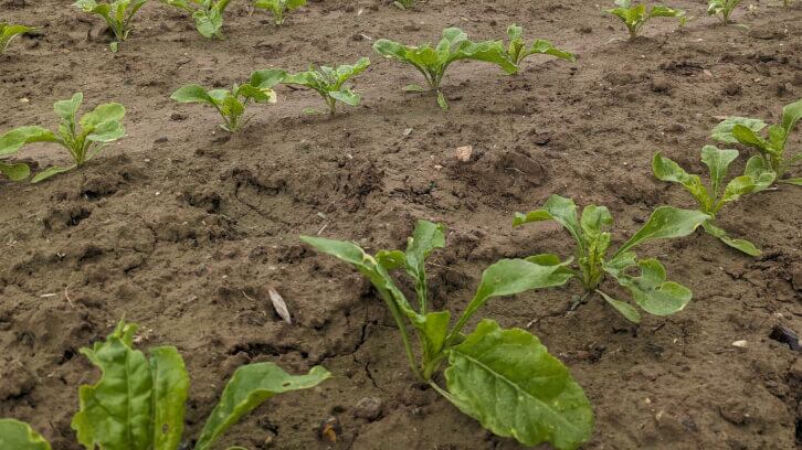 sugar_beets-optimized.jpg
