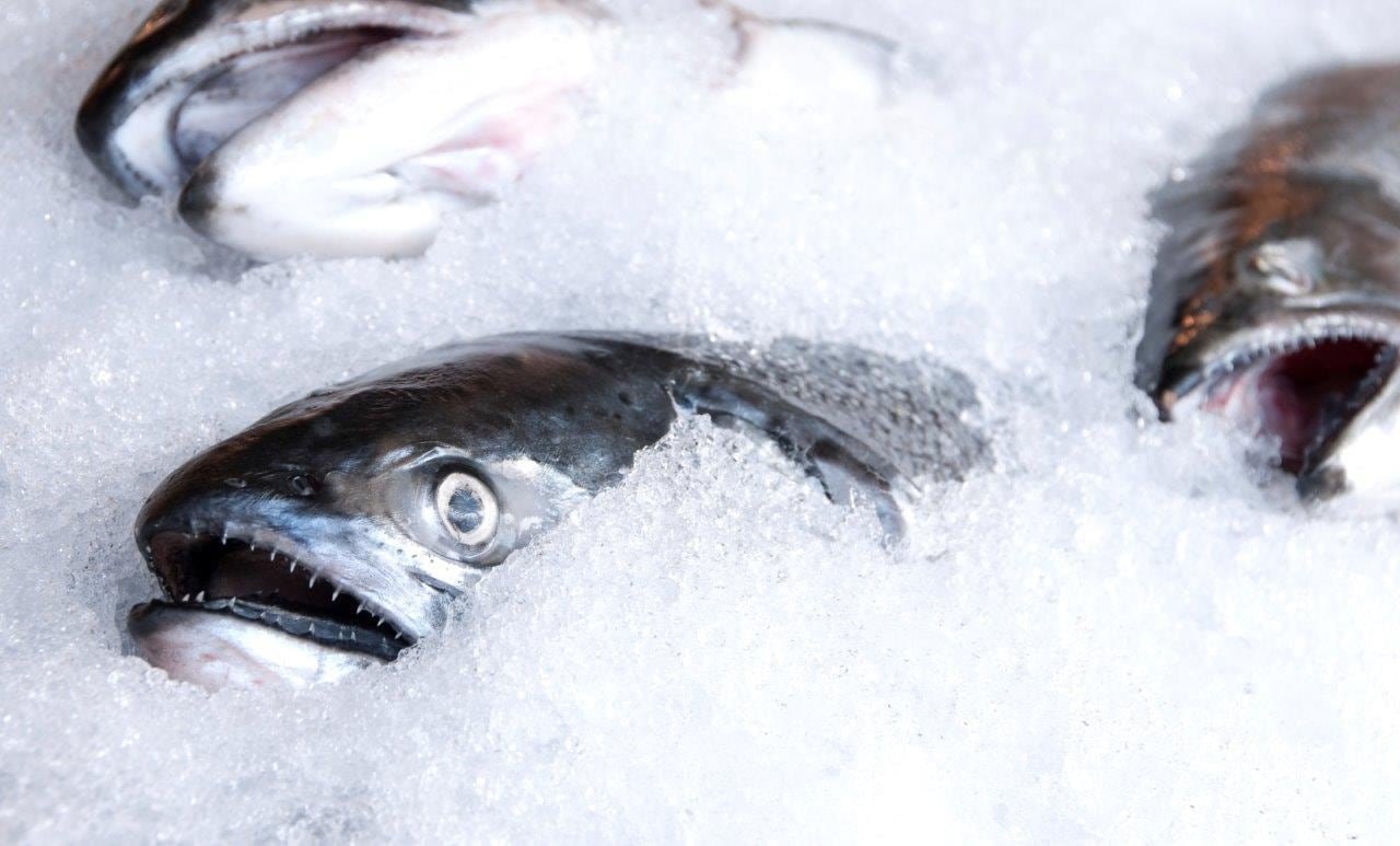 Salmon firm closure threat leaves 250 jobs at risk