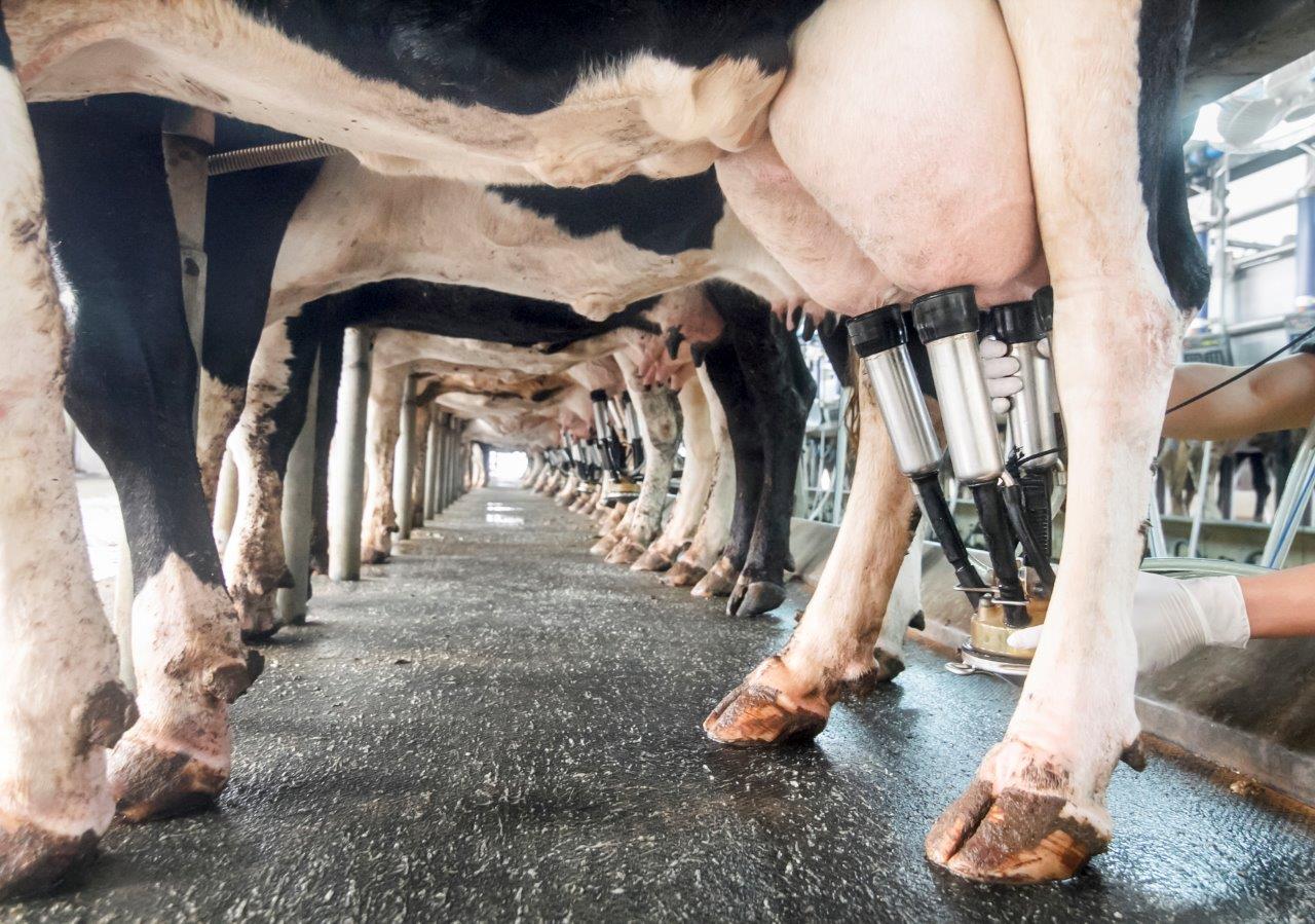 Sat fat reduction focus falls on meat, dairy and cereals