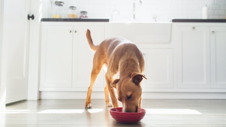 Pet food trends and the 'humanisation of animals'