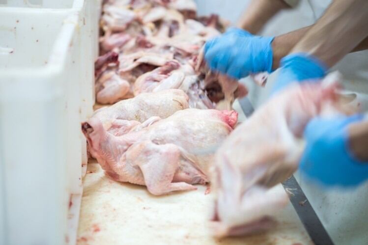 Government faces backlash over food standards in trade talks