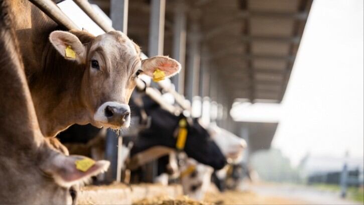 Highly infectious avian flu destroyed during milk pasteurisation