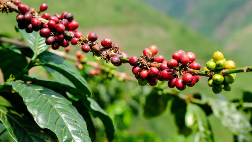 Uganda breaks coffee export record