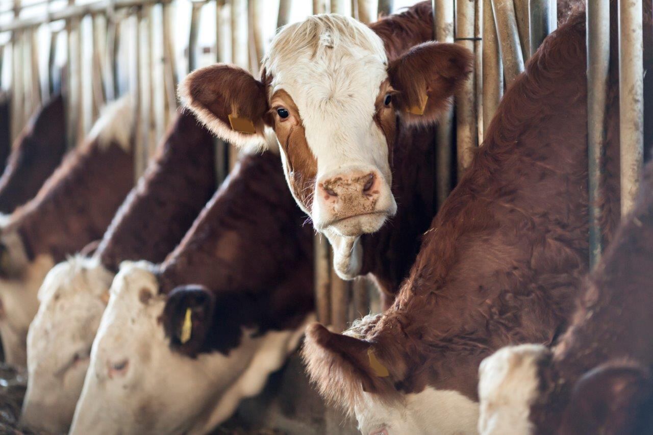 Food and drink firms pledge to improve dairy sustainability