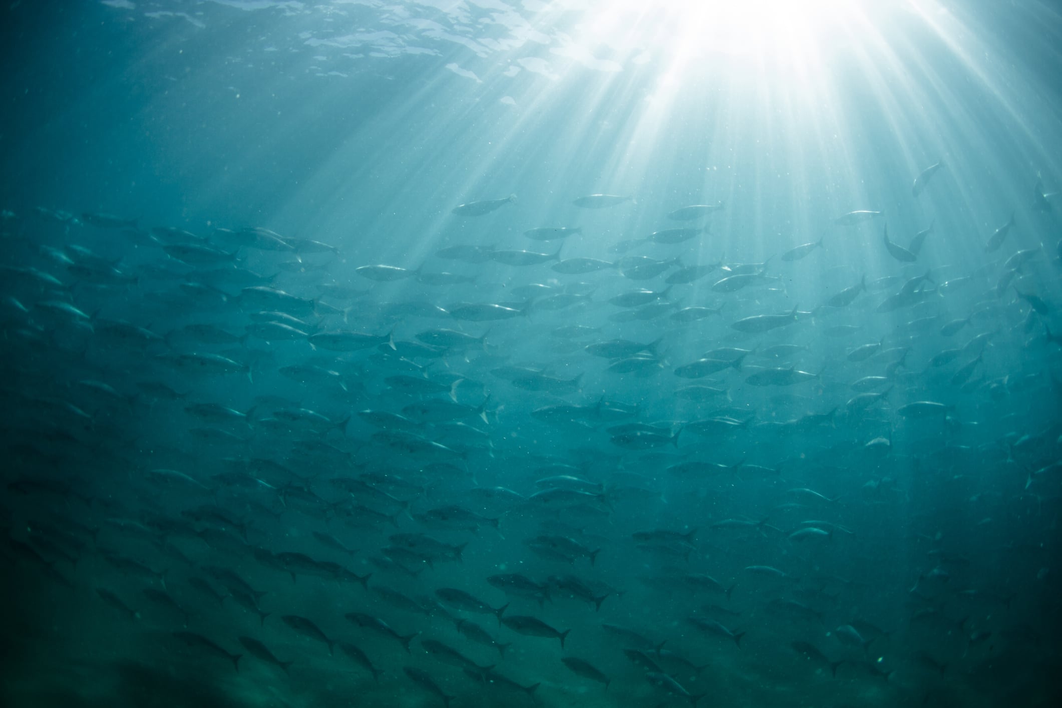 New Attenborough film may increase interest in plant-based fish 