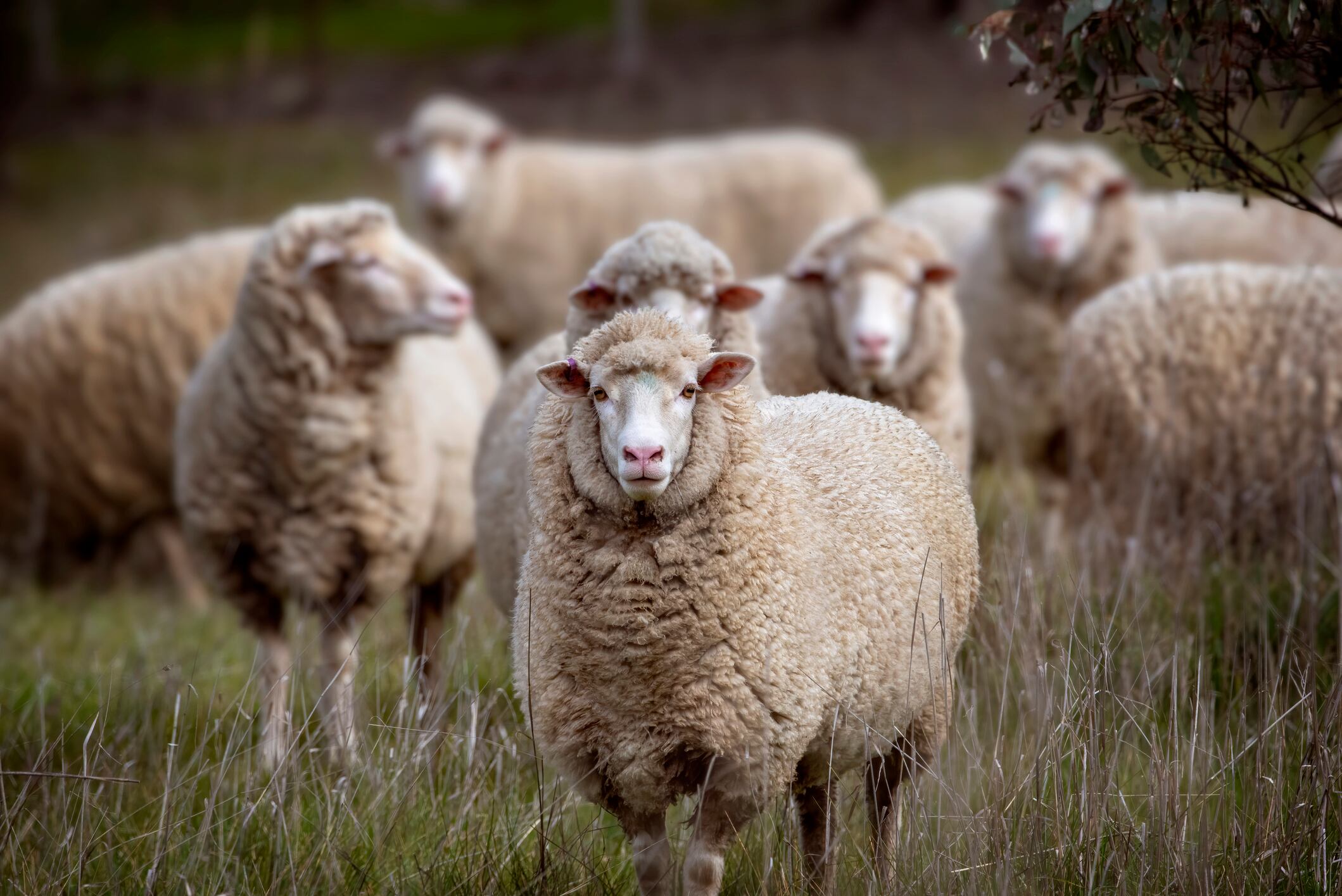UK sheep meat strong but challenges still remain