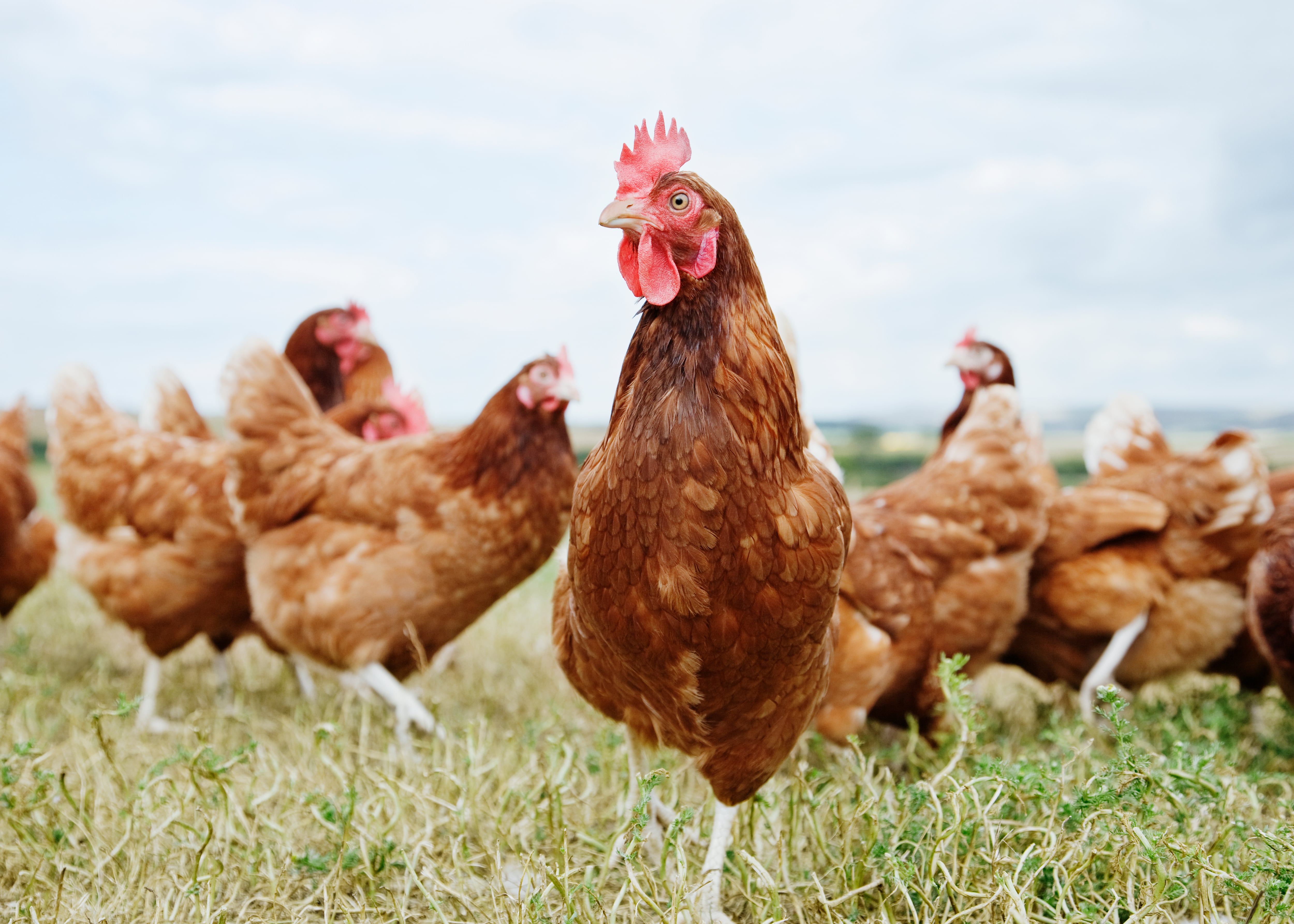 Legal action launched over ‘cruel’ chicken farming practice