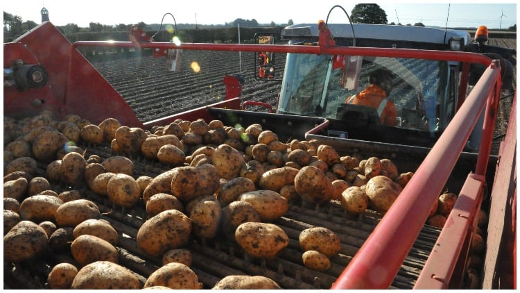 Morrisons trials underwriting 100% of farmer costs related to growing crops