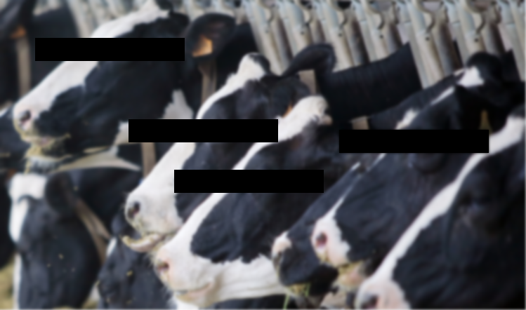 Costa milk supplier animal cruelty claims ‘unfounded’