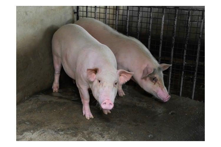 Browns Food Group acquires Quality Pork Processors in Brechin