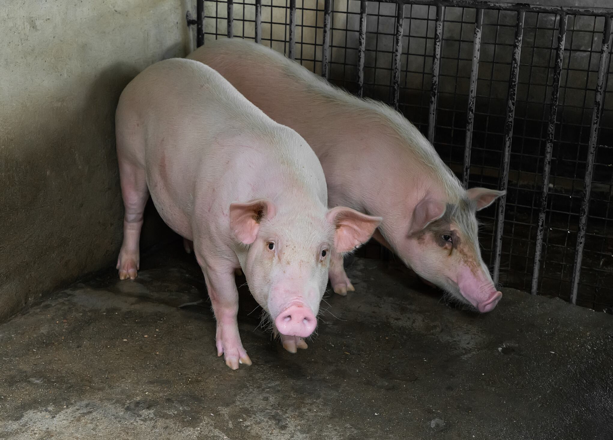 Meat-plant-to-cut-hundreds-of-jobs.jpg