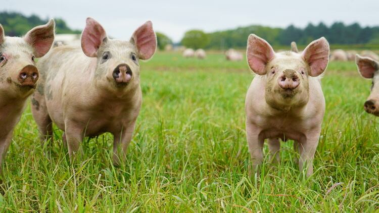 Tulip given highest benchmark for animal welfare