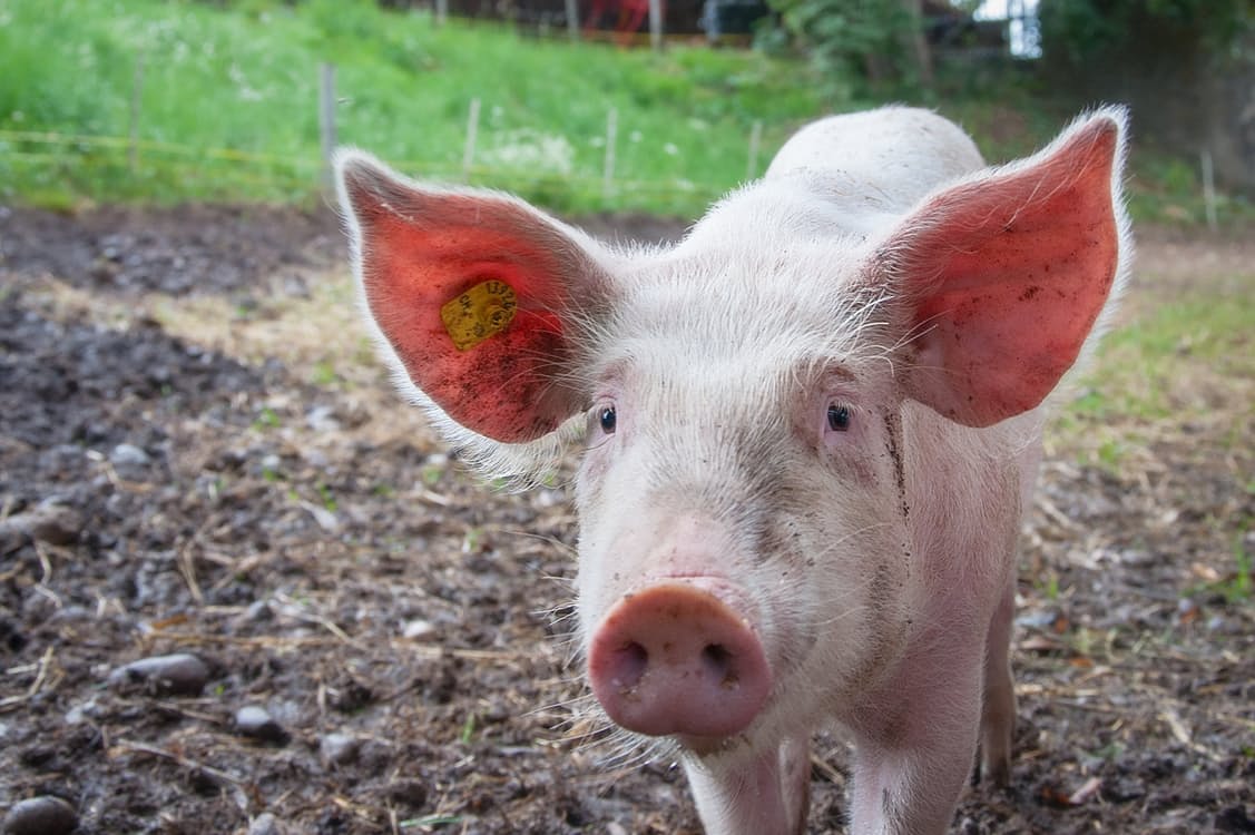 Trans-Pacific trade deal ‘nail in the coffin’ for animal welfare