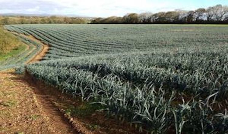 Welsh Leeks secure Geographical Indication status