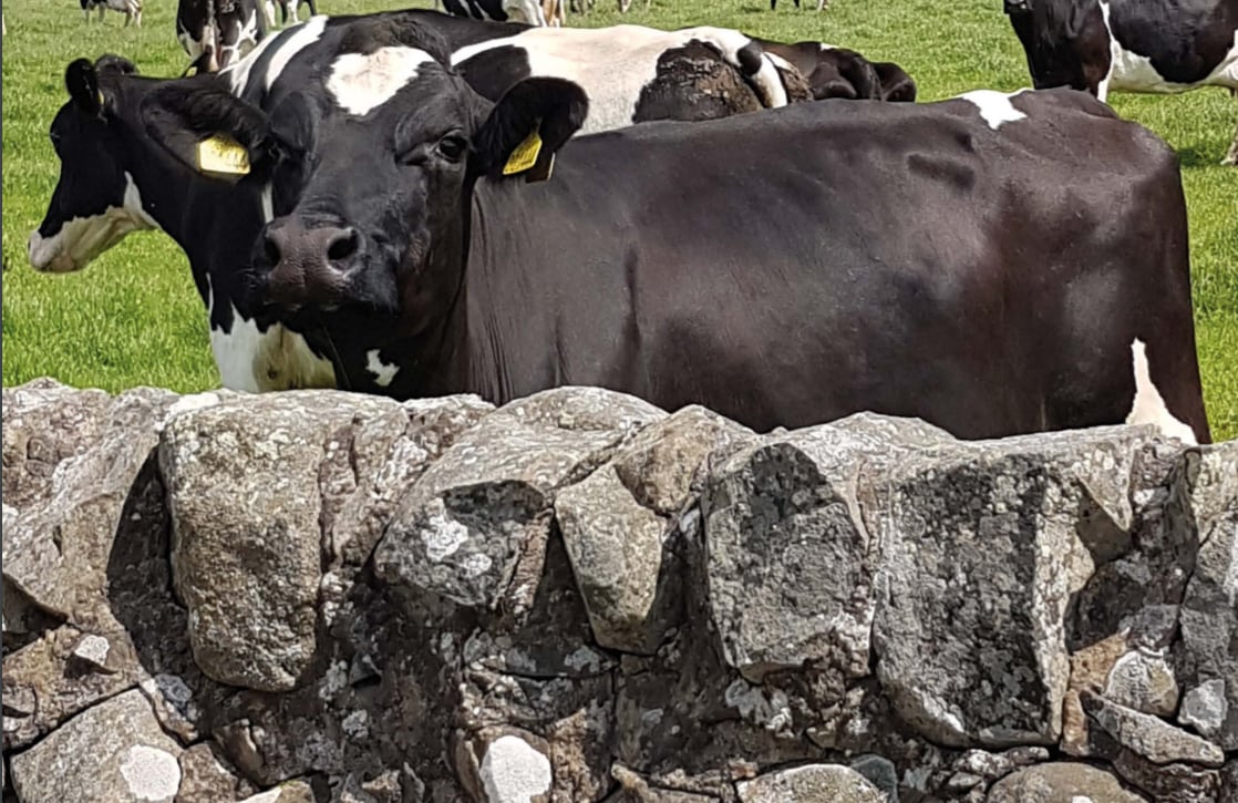 First Milk invests £5m to boost dairy factories' performance