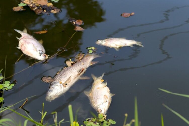 Manufacturers unaware of their role in water pollution  
