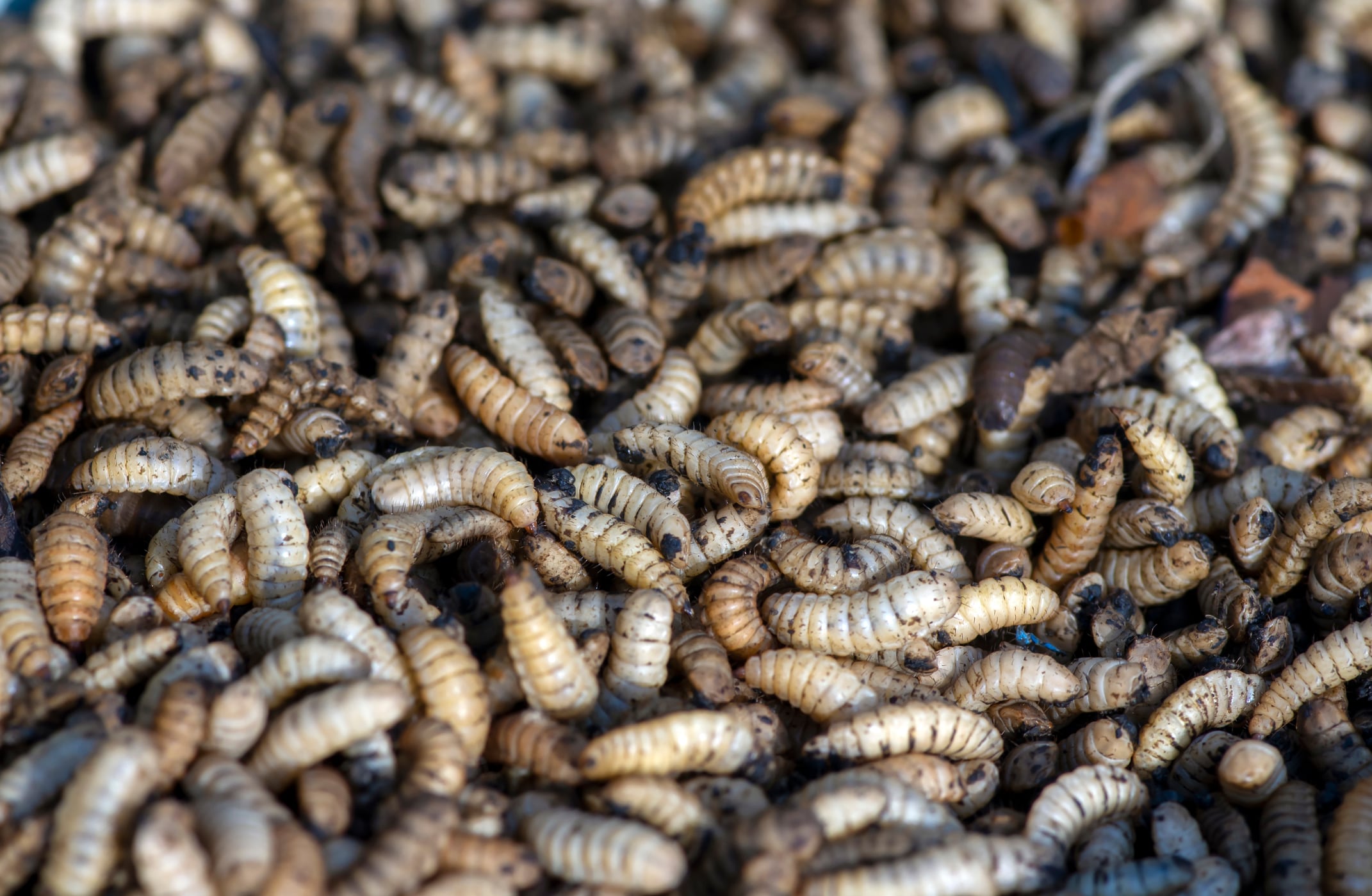 Fera Science leads research into insect biomass