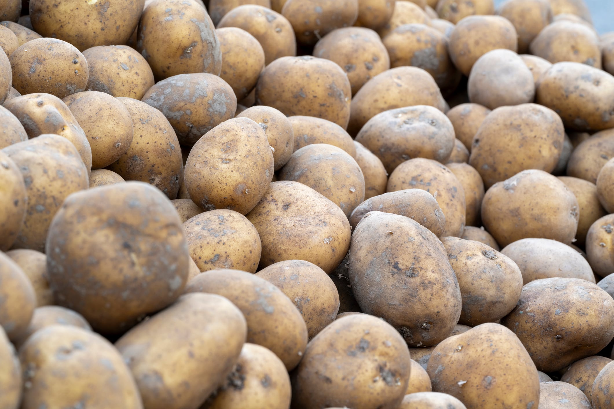 Potato firm wins noise dispute with local council