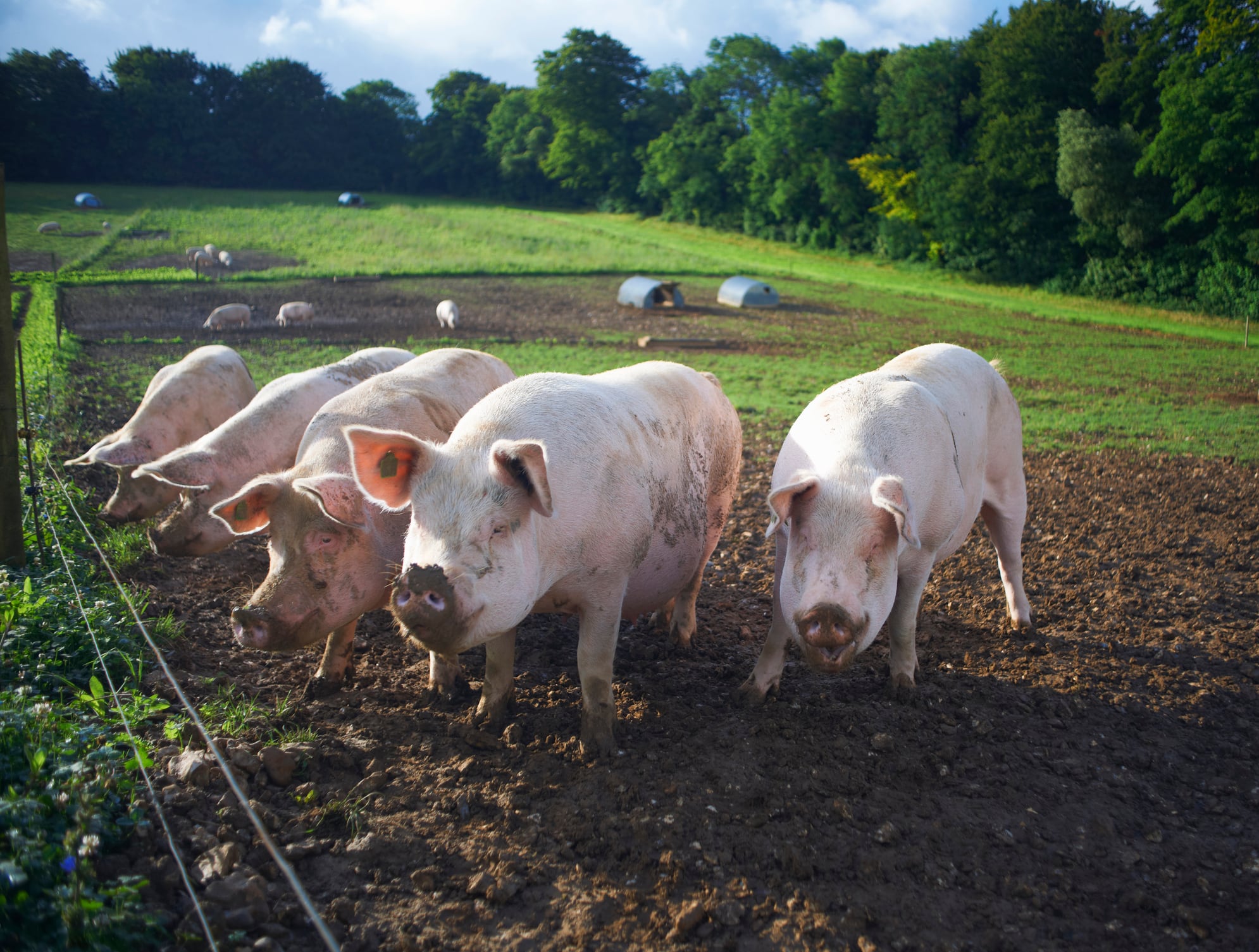 Animal Equality UK has called on the UK Government to commit to an end to high-intensity CO2 stunning of pigs in its forthcoming Animal Welfare Strategy.