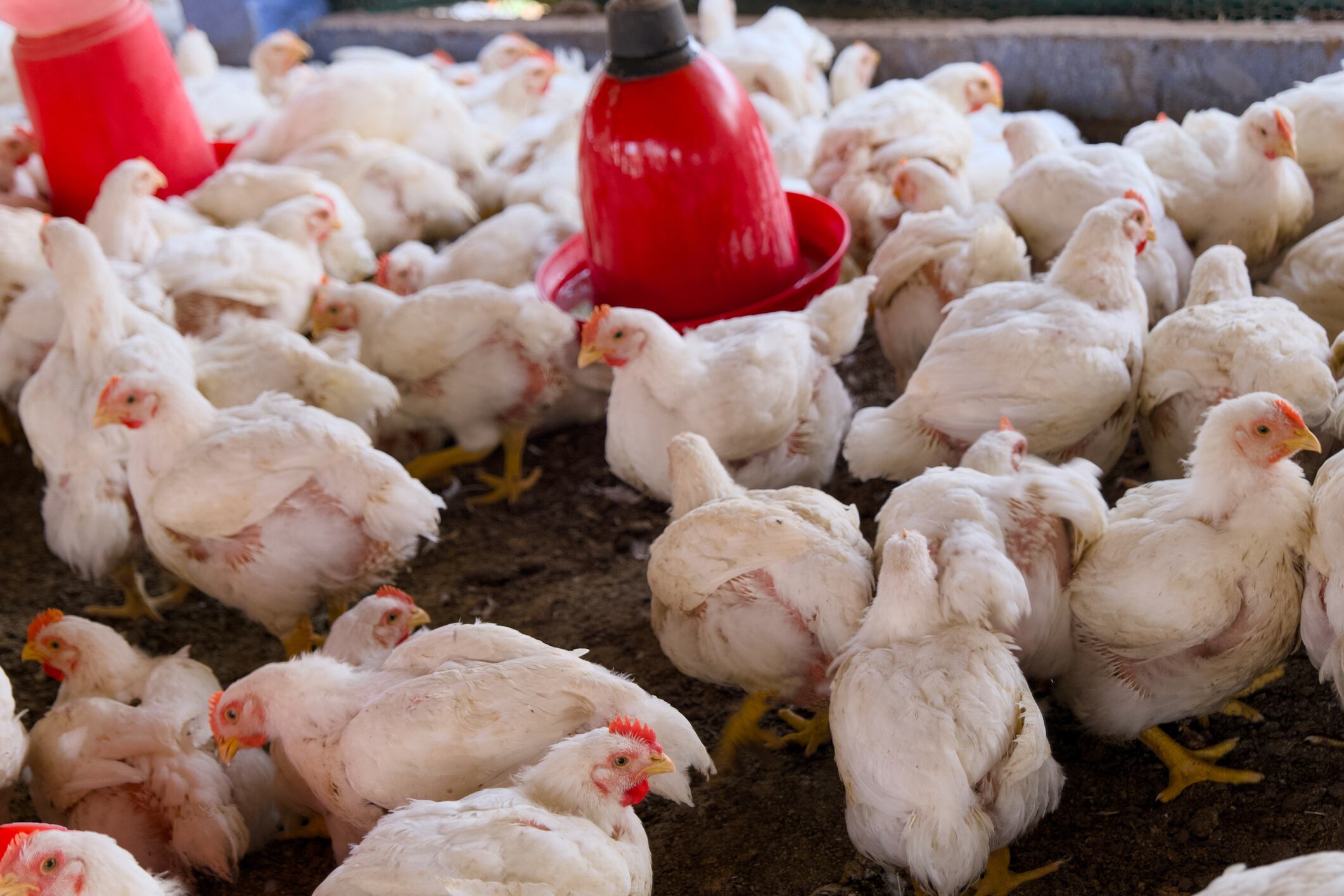 Judicial review of animal welfare law changes granted