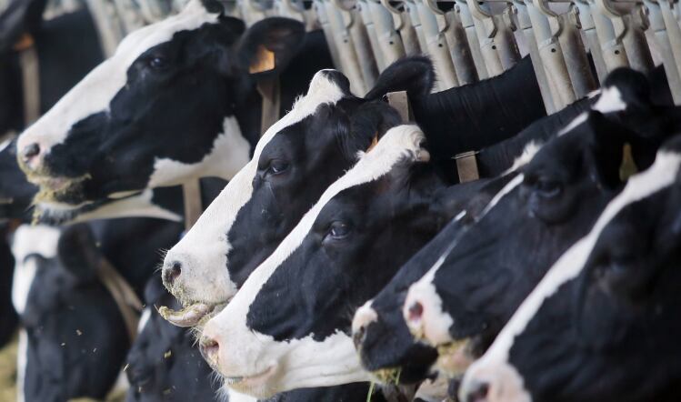 Dairy trends in 2020: VR headsets for cows and sugar reduction