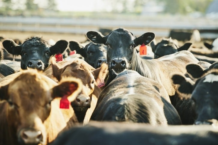 Methane emissions from dairy farms higher than official figures suggest