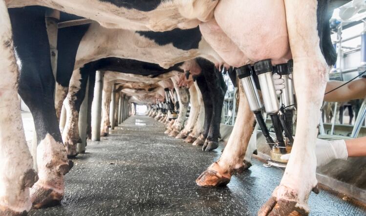 UK Dairy: Streamlined for success?