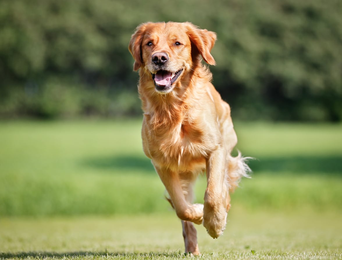Pooch & Mutt acquires dog gut health business