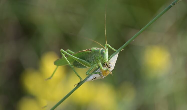 Cricket.jpg