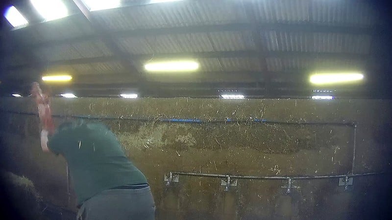 A piglet being "thumped" to death by hand. A practice outlawed in the UK in 2022.