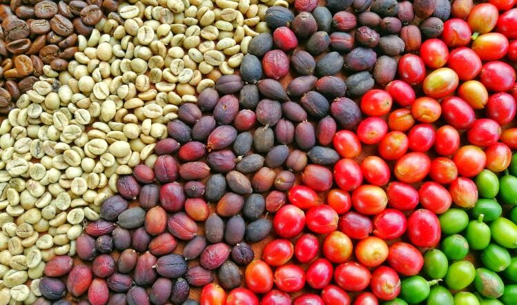 Emerging science: Nestlé links coffee fermentation and taste