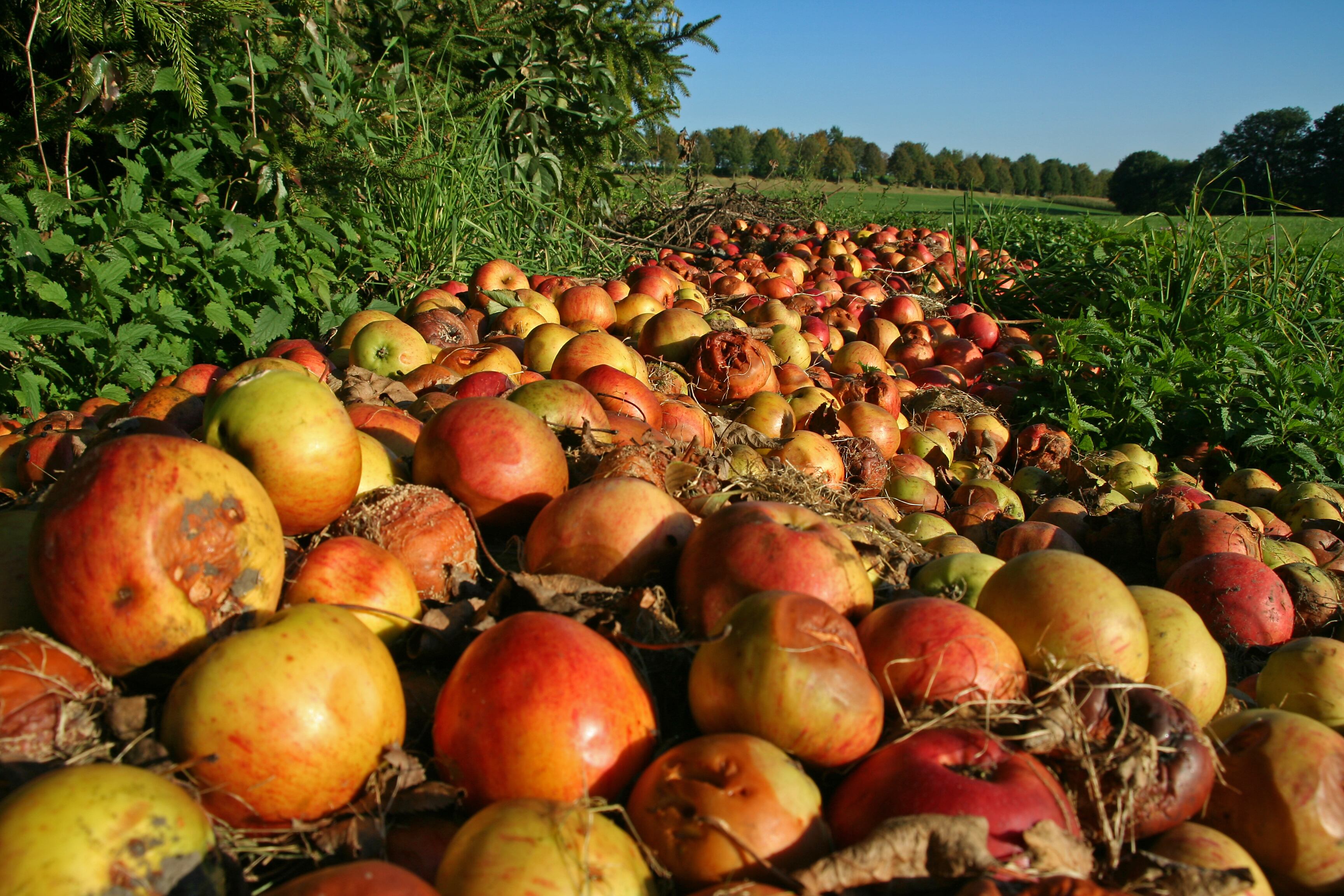 UK Government dedicates £15m to tackle food waste
