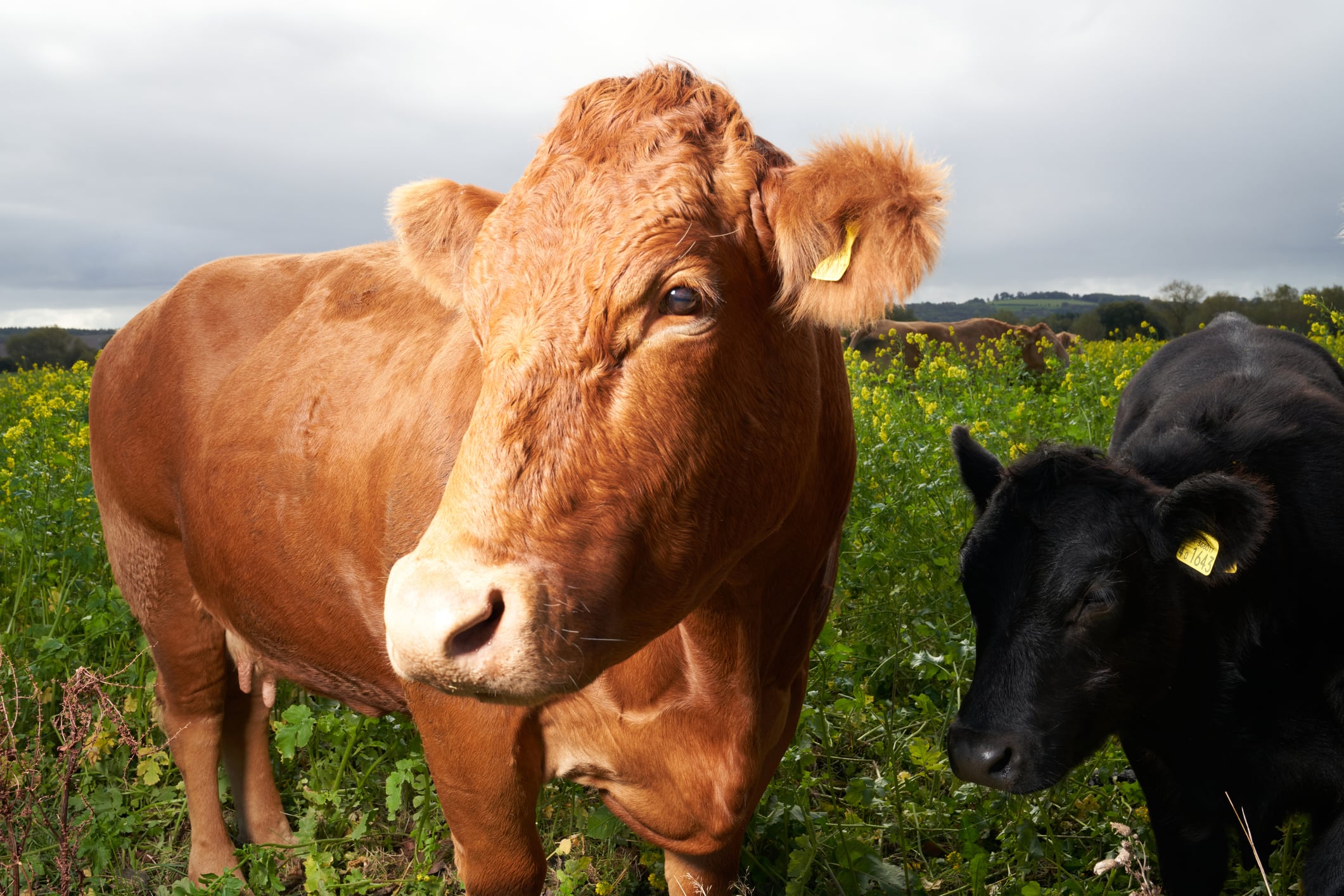 Calls for environmental impact labelling as consumers have ‘misconceptions’ 