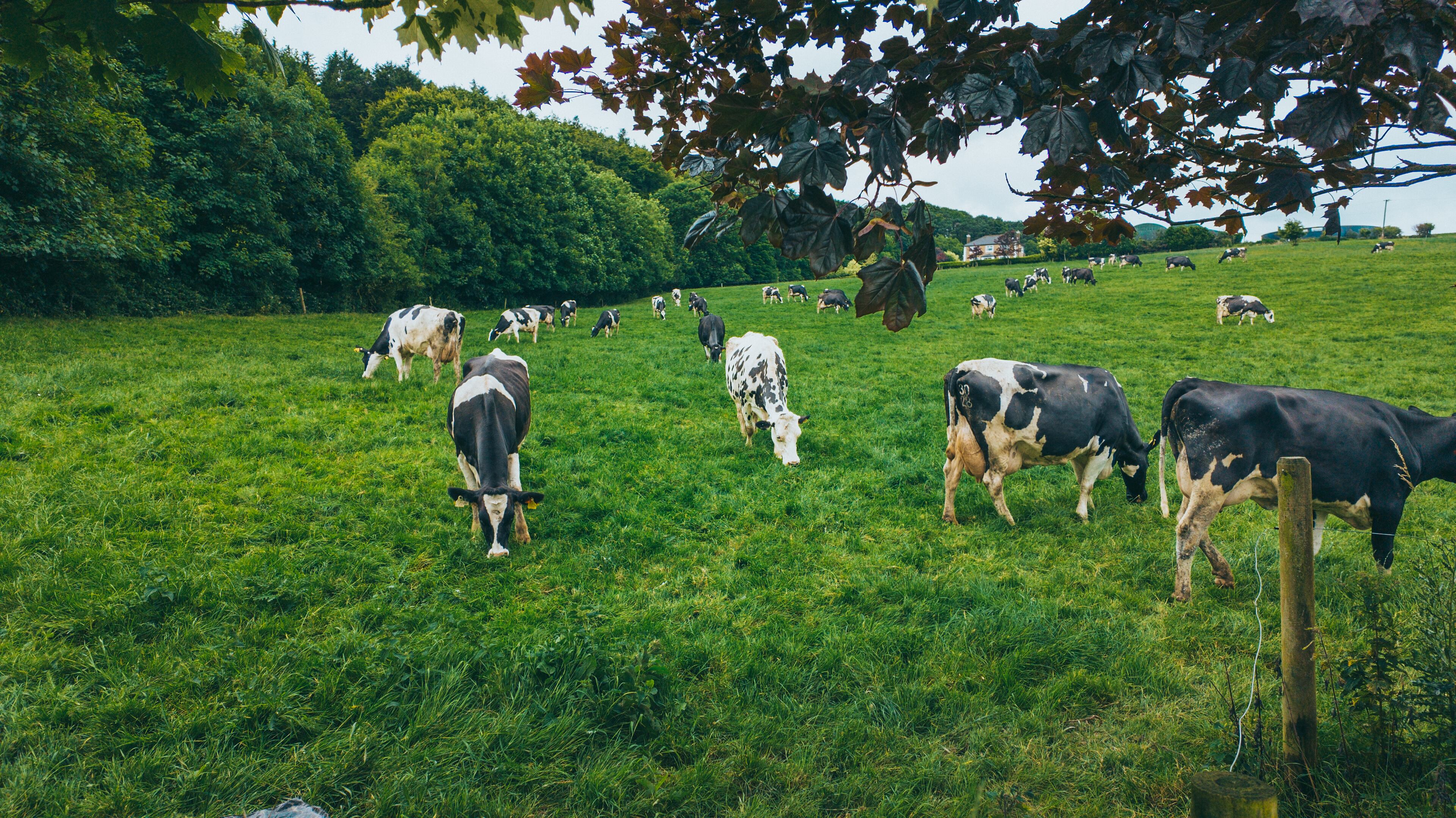 O'Mahony Farm