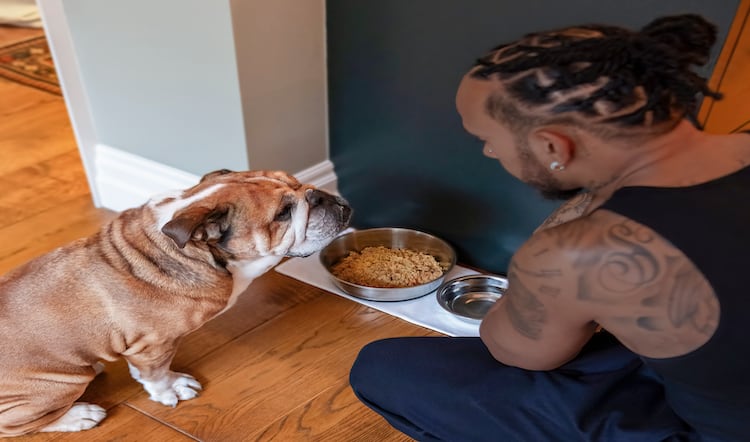Lewis Hamilton invests in plant-based fresh food for dogs