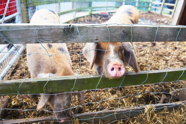 Antibiotic use in pigs falls by more than 70%