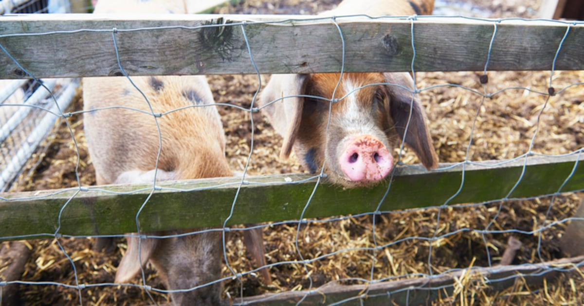 UK Pig Farmers Slash Antibiotic Use by 72% in a Decade, Setting Global Benchmark