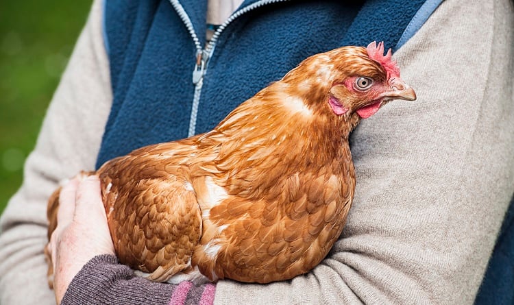 New £3m project to address health and welfare issues in poultry production